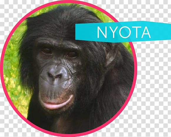 Common chimpanzee Western gorilla Bonobo Ape Cognition and Conservation Initiative Nyota, bonobo apes transparent background PNG clipart