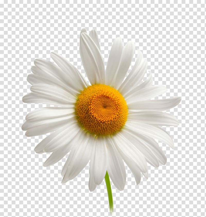 Chamomile , camomile transparent background PNG clipart