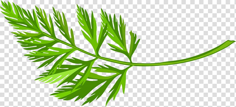Green Carrot, Green and simple grass transparent background PNG clipart