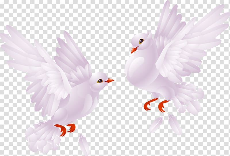 Columbidae Bird, Two pigeons transparent background PNG clipart