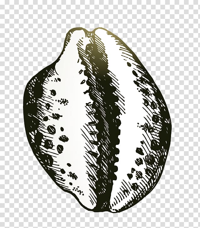 Seashell Drawing Illustration, conch transparent background PNG clipart
