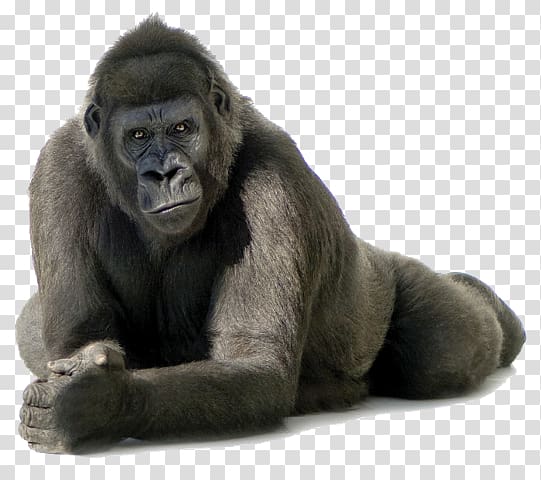 Cross River gorilla , others transparent background PNG clipart