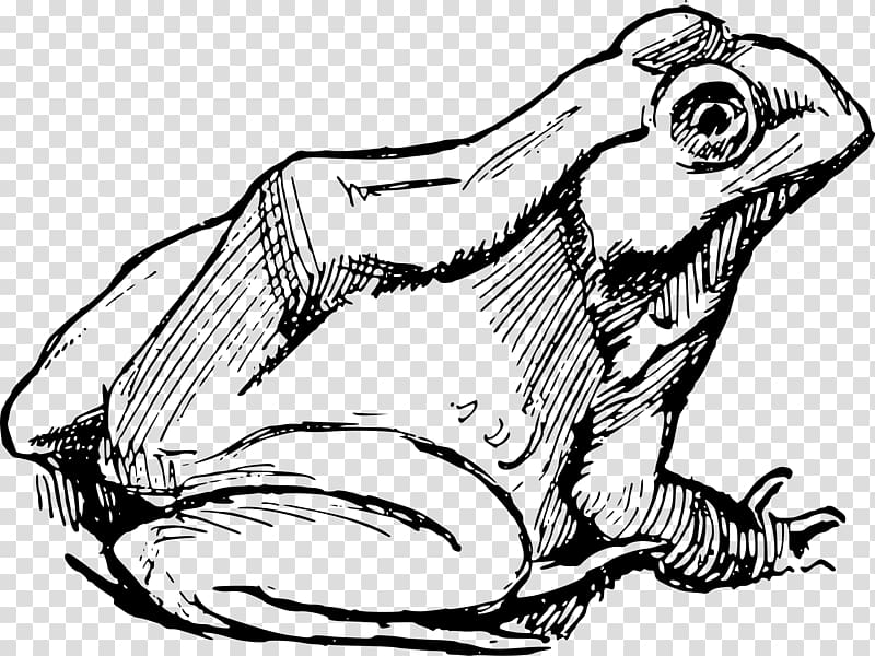 Frog Drawing , frog transparent background PNG clipart