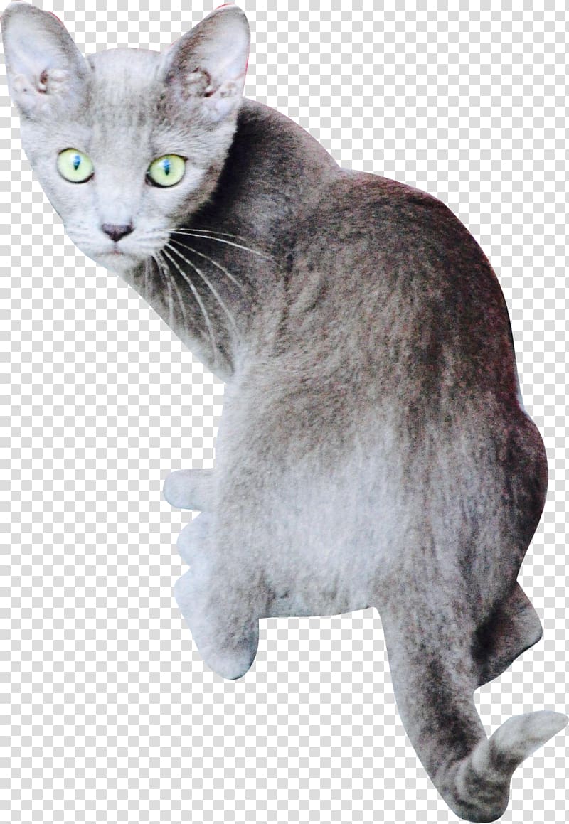 Russian Blue Burmese cat Korat German Rex American Wirehair, kitten transparent background PNG clipart