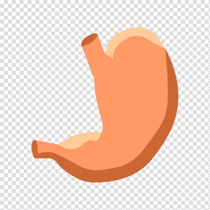 Stomach Human body Human digestive system Digestion Gastrointestinal tract, body transparent background PNG clipart