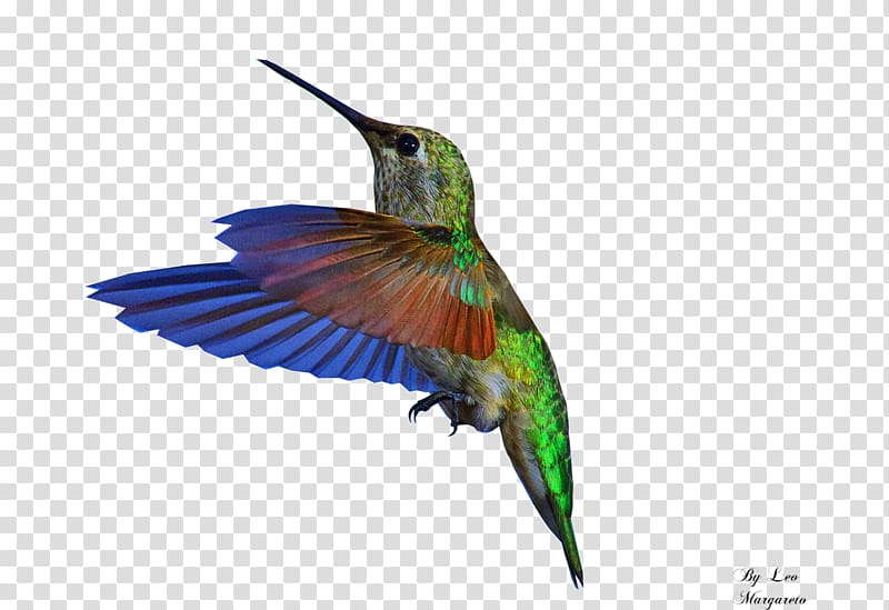 Bee hummingbird GIF Portable Network Graphics, Bird transparent background PNG clipart