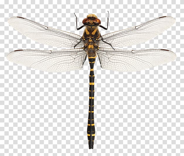 Dragonfly Damselfly Insect Boot The Frye Company, dragon fly transparent background PNG clipart