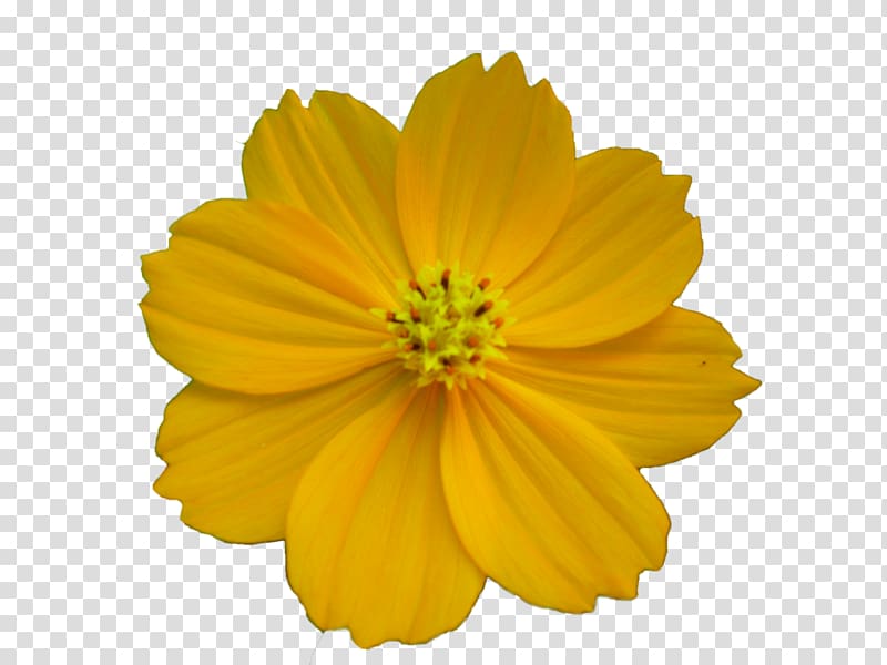 orange 8-petaled flower, Desktop Flower, Free Flower Best transparent background PNG clipart