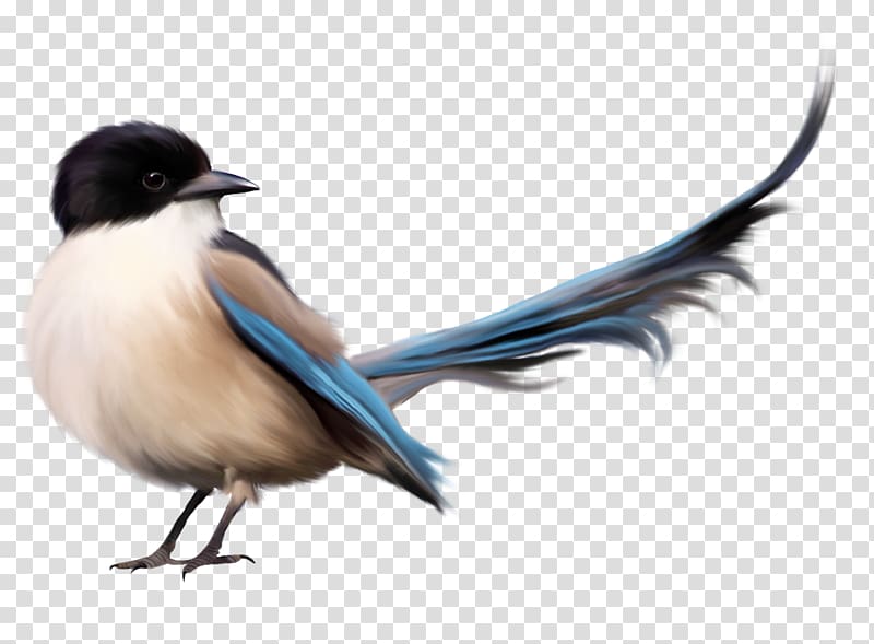 Bird , Bird with Blue Tail , white and brown bird transparent background PNG clipart