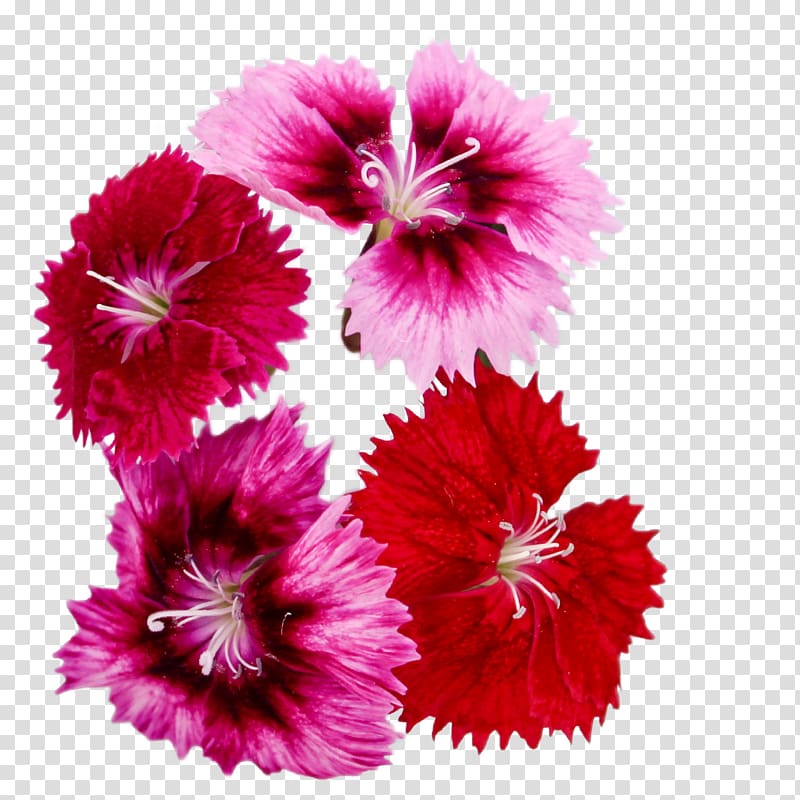 Carnation Mallows Magenta Family, microgreens transparent background PNG clipart