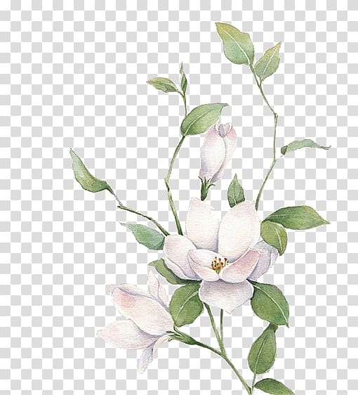 Jasmine Mo Li Hua, White flowers, white magnolia flower transparent background PNG clipart