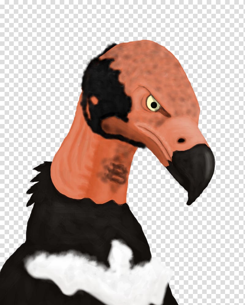 Red-headed vulture Beak Black Vulture King vulture, Bird transparent background PNG clipart