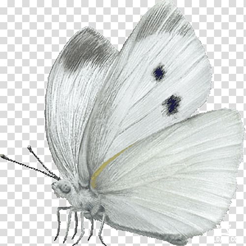 Butterfly Cabbage white Insect Large white , butterfly transparent background PNG clipart