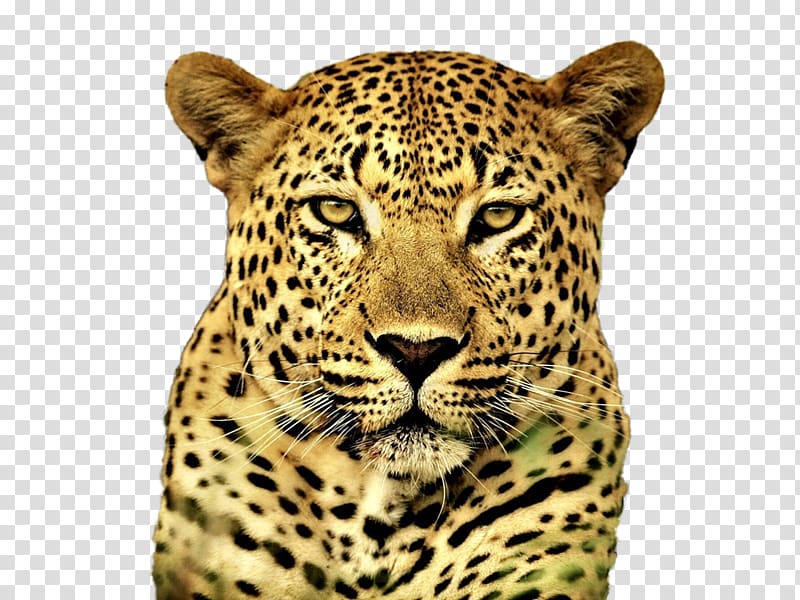 Cheetah Snow leopard Felidae Cat Tiger, cheetah transparent background PNG clipart