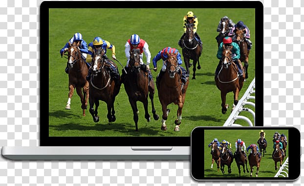 Horse racing Punchestown Racecourse Sports betting, horse transparent background PNG clipart