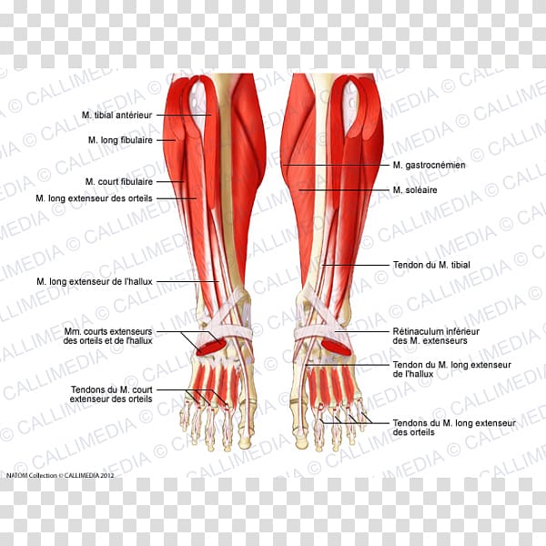 Fibularis muscles Anterior compartment of leg Human leg Foot, Human Muscle transparent background PNG clipart