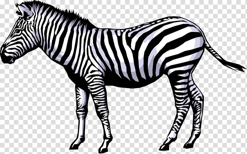 Zebra Animation , cartoon elements transparent background PNG clipart