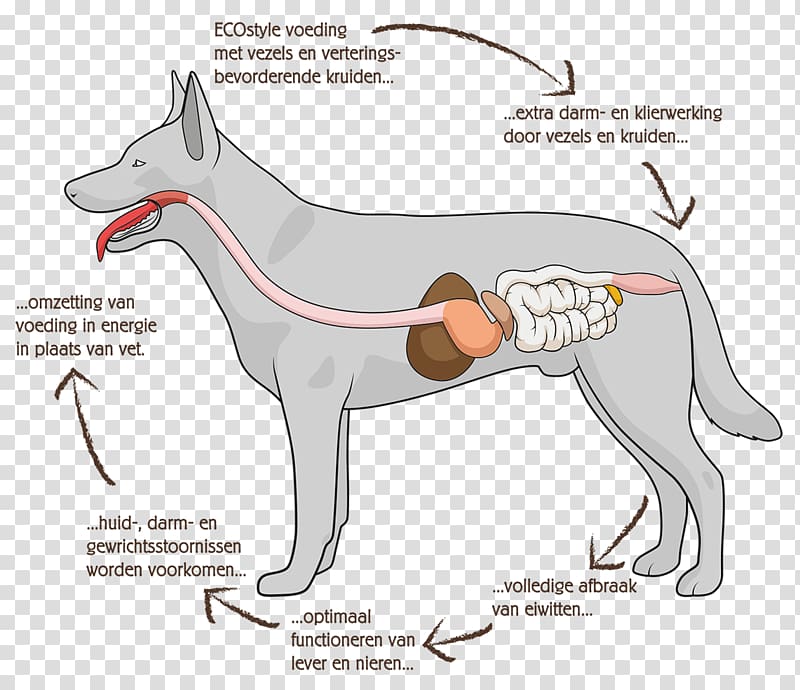 Dog anatomy Digestion Stomach, Dog transparent background PNG clipart