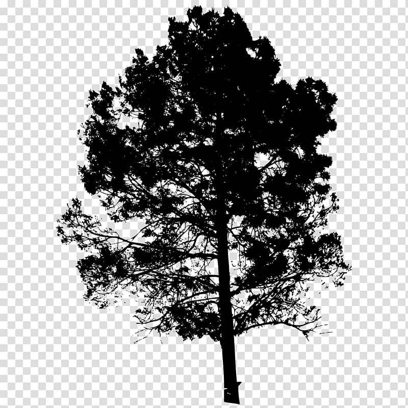 Silhouette Drawing, arboles transparent background PNG clipart