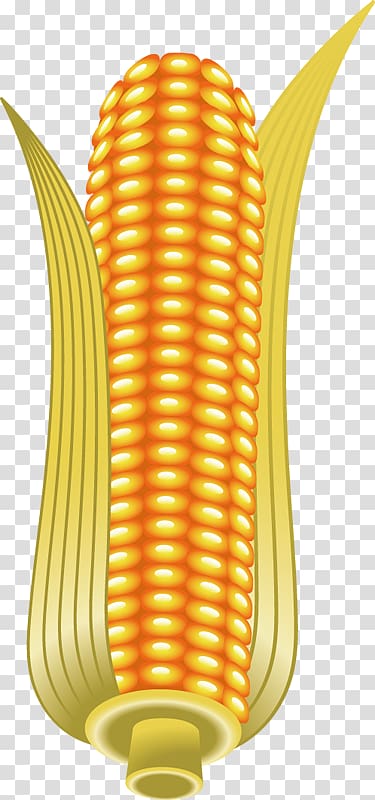 Corn on the cob Maize , Golden corn pattern transparent background PNG clipart