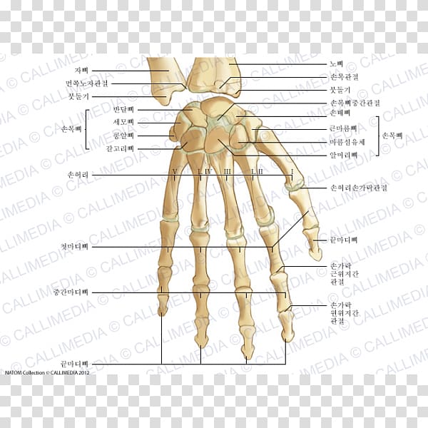 Thumb Bone Human anatomy Hand, hand transparent background PNG clipart