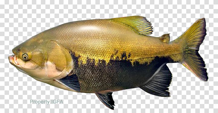 Tambaqui Pacu Fish Piaractus mesopotamicus, fish transparent background PNG clipart