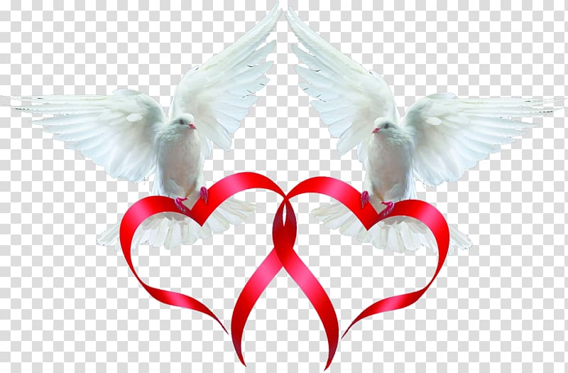 two white pigeons , Rock dove Columbidae Bird Ribbon, Pigeon Love ribbon transparent background PNG clipart