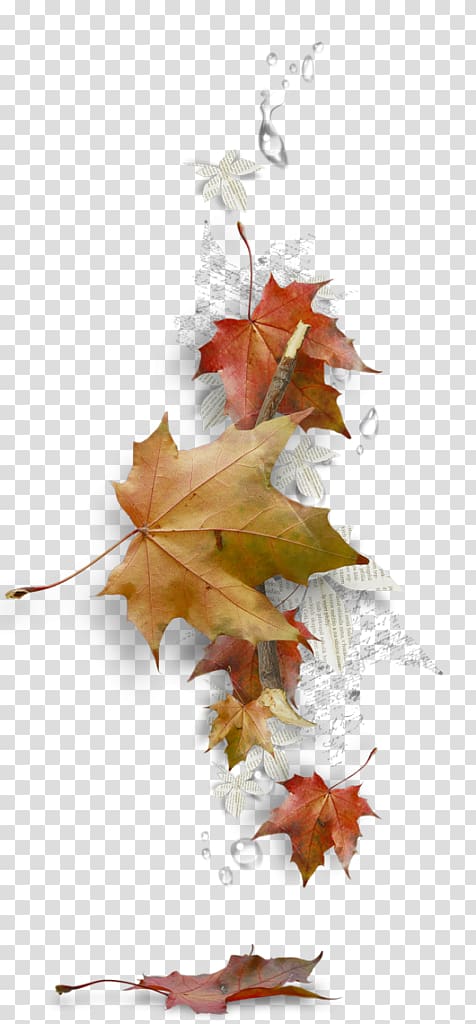 Maple leaf Borders and Frames Autumn leaf color, Leaf transparent background PNG clipart