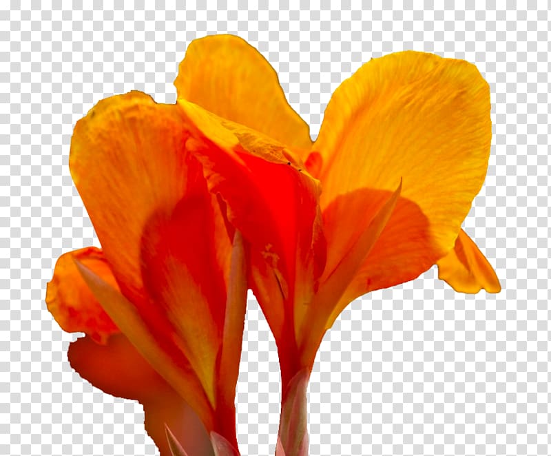 Canna Flower Icon, Cannabis transparent background PNG clipart