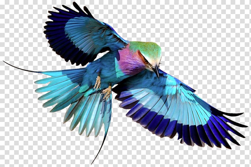 Bird Superb fairywren Lilac-breasted roller Blue, Bird transparent background PNG clipart