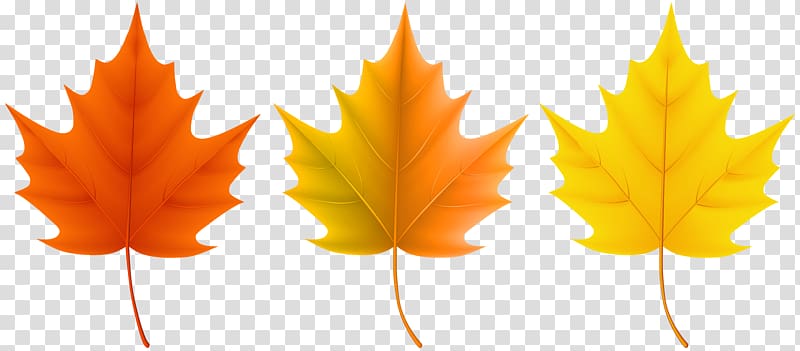 Red maple Sugar maple Autumn leaf color, Autumn Leaves Set transparent background PNG clipart