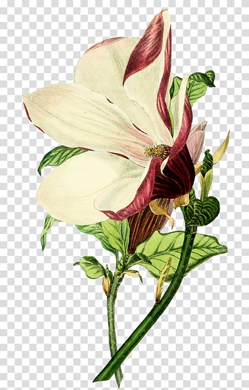 Botanical illustration Drawing Magnolia liliiflora, transparent background PNG clipart