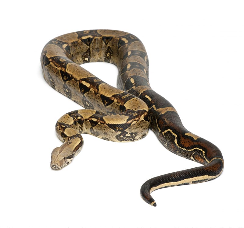Boa constrictor imperator Snake Vipers Emerald tree boa, snake transparent background PNG clipart