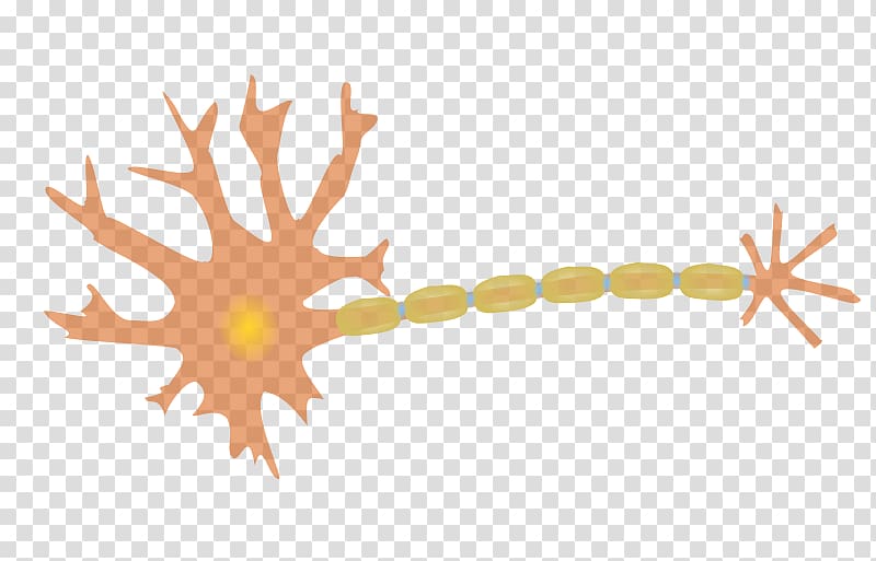 Neuron Nervous system Cell Nerve , others transparent background PNG clipart