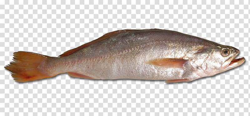 Fish Atlantic croaker , fish transparent background PNG clipart