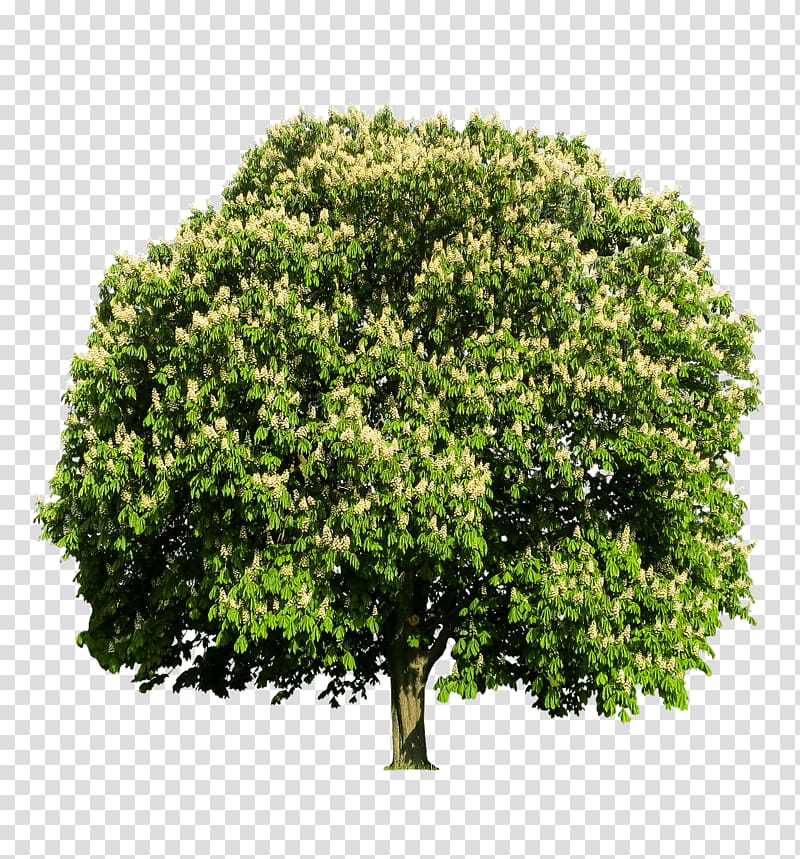 green tree, Chestnut Tree transparent background PNG clipart