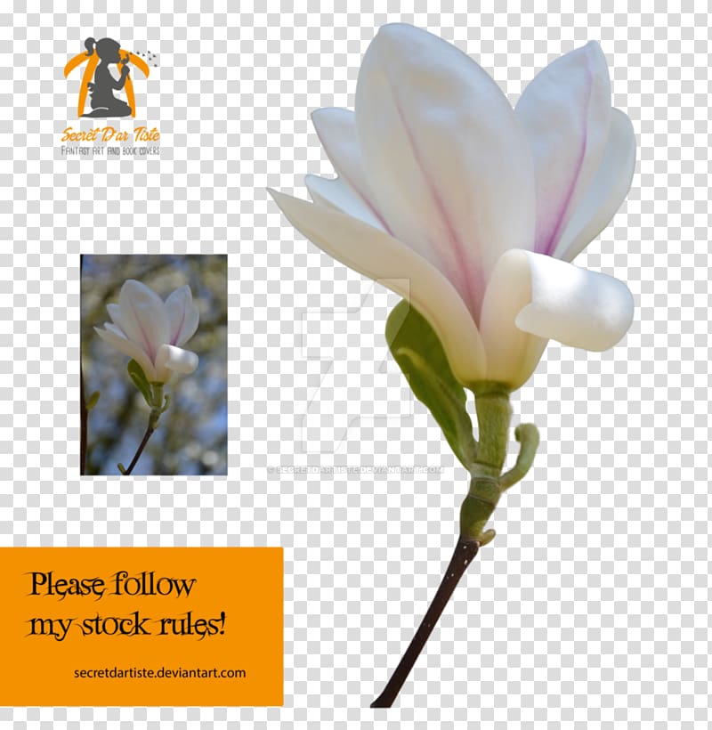 Portable Network Graphics Artist , magnolia grandiflora transparent background PNG clipart