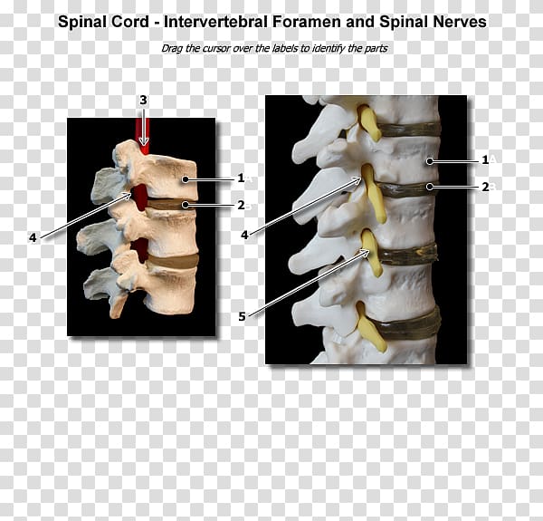 Intervertebral foramen Spinal nerve, others transparent background PNG clipart