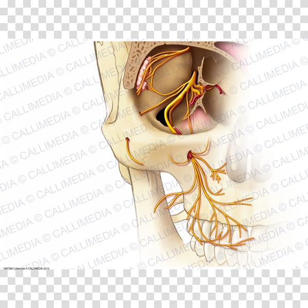 Infraorbital nerve Anatomy Maxillary nerve Zygomatic nerve, others transparent background PNG clipart