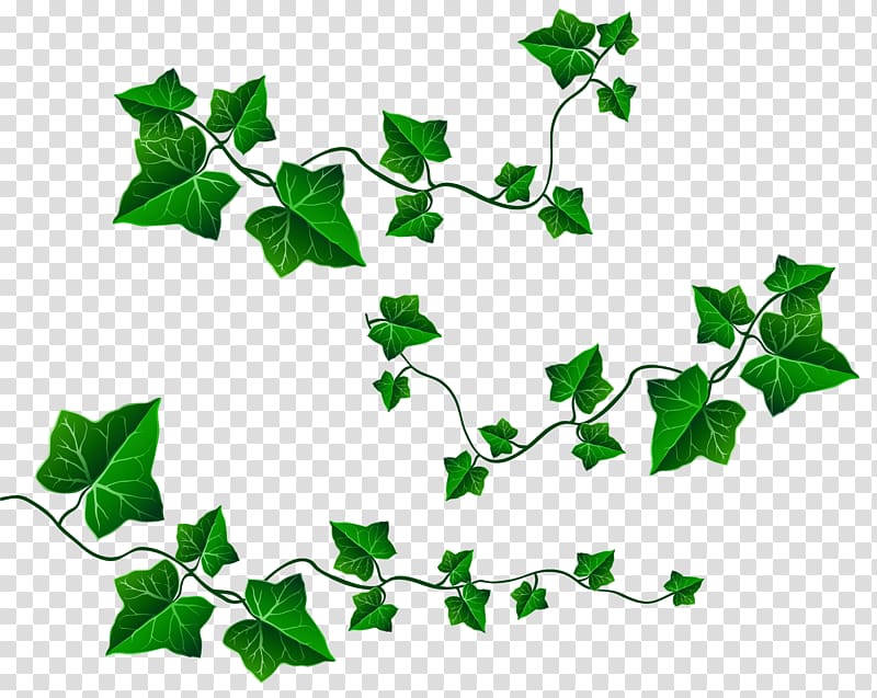 three green vines illustration, Common Grape Vine Common ivy Leaf , ivy transparent background PNG clipart
