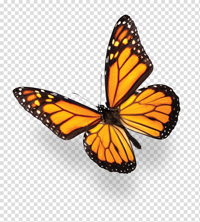 monarch butterfly , Monarch butterfly Blue Purple , butterflies transparent background PNG clipart
