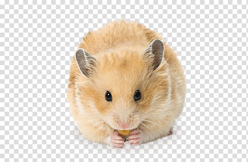 Golden hamster Gerbil Rodent Ferret, hamster transparent background PNG clipart