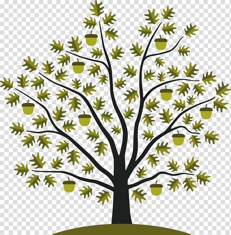 Acorn Tree White oak Seed , the tree with four seasons transparent background PNG clipart