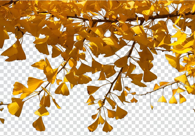 Ginkgo biloba Twig Tree, Ginkgo Tree transparent background PNG clipart