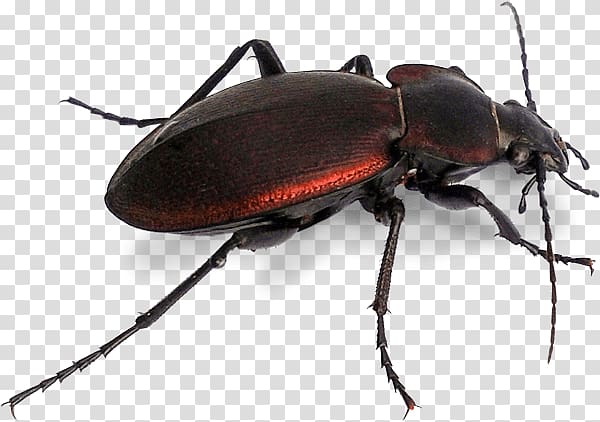 Japanese rhinoceros beetle Dung beetle Stag beetle Longhorn beetle, beetle transparent background PNG clipart