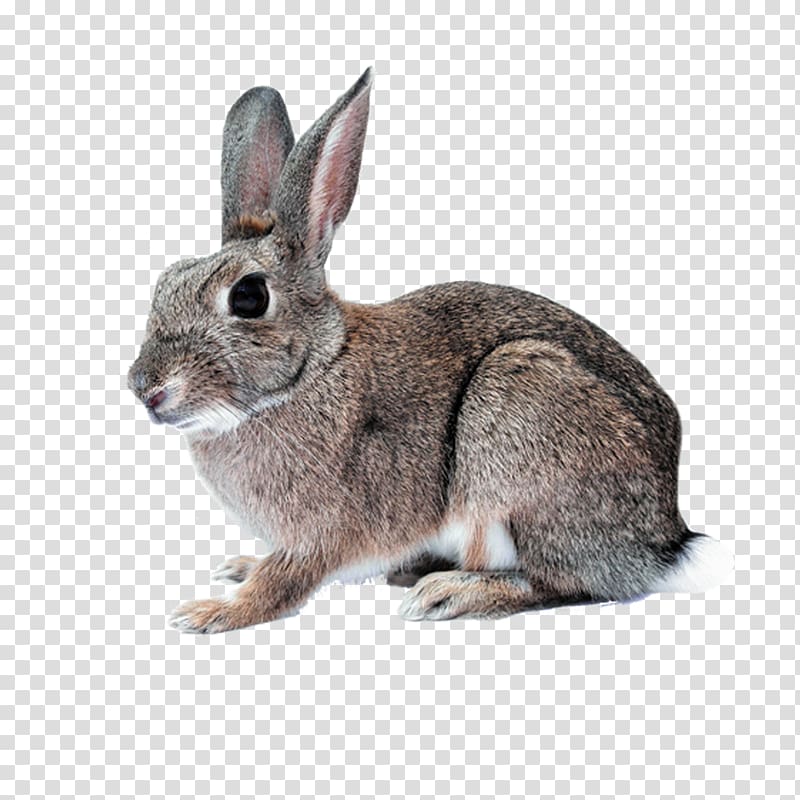 Hare Domestic rabbit White Rabbit Cruelty-free Easter Bunny, rabbit transparent background PNG clipart