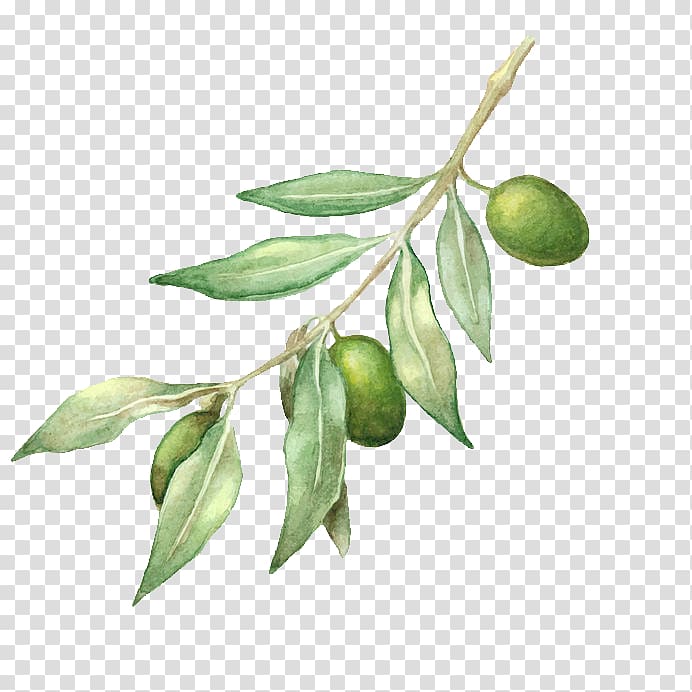 green leafed plant with green fruit illustration, Olive oil Olive branch Drawing, olive oil transparent background PNG clipart