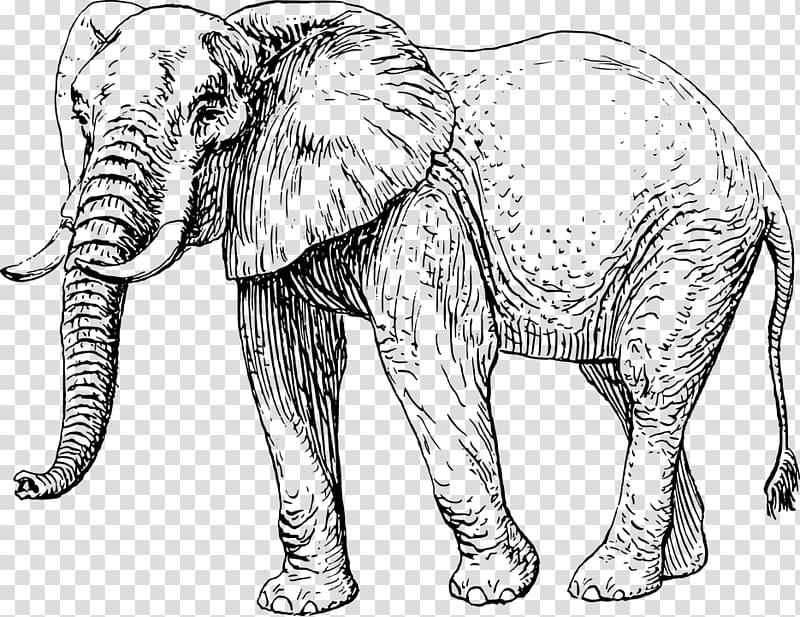 African elephant Asian elephant Drawing, elephant transparent background PNG clipart