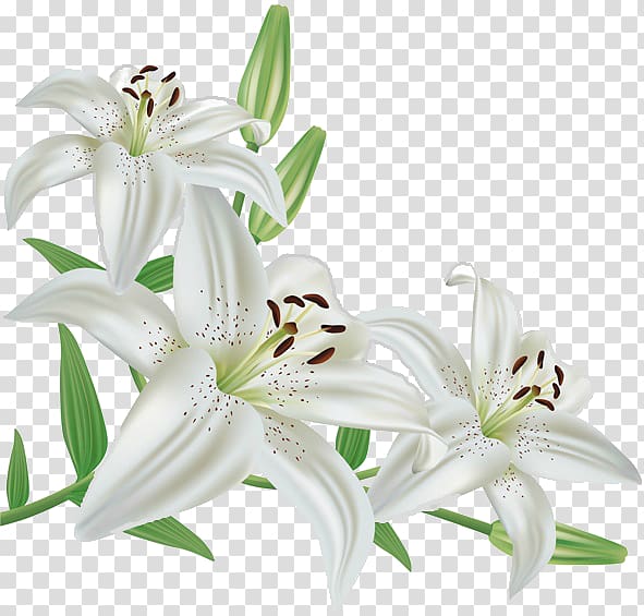 white flowers , Madonna Lily Flower Lily \'Stargazer\', flower transparent background PNG clipart