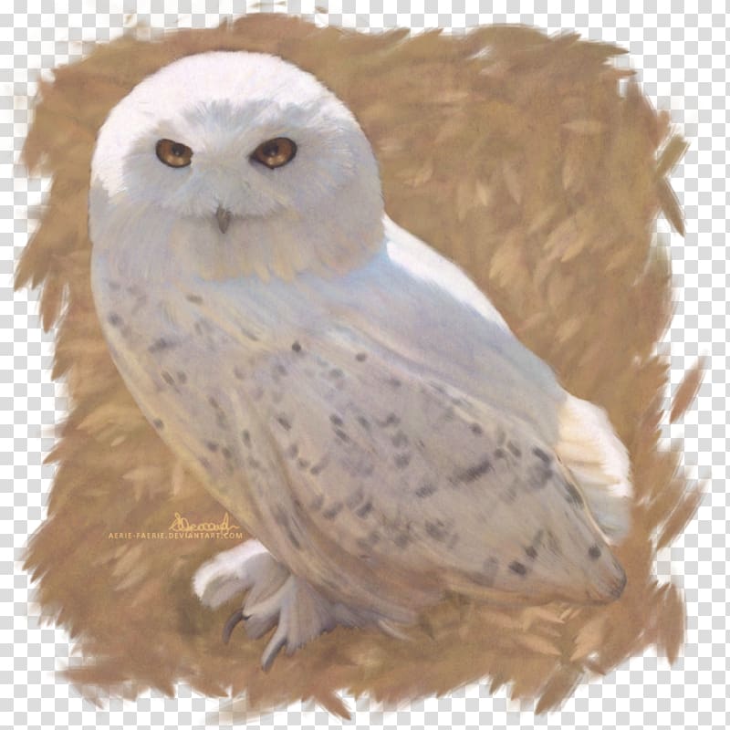 Owl Harry Potter and the Deathly Hallows Hedwig Fictional universe of Harry Potter, harry potter Owl transparent background PNG clipart